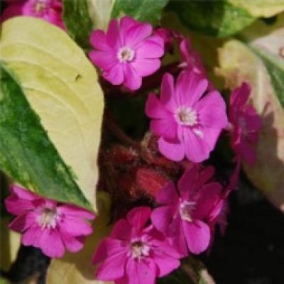 Silene Dioica 'Graham's Delight'