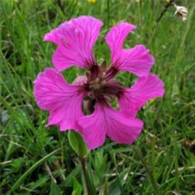 Silene Elisabethae