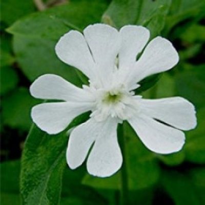 Silene Latifolia