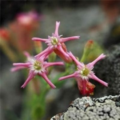 Silene Lerchenfeldiana