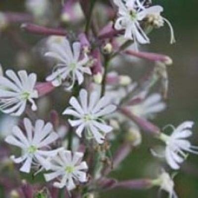 Silene Nutans Confetti