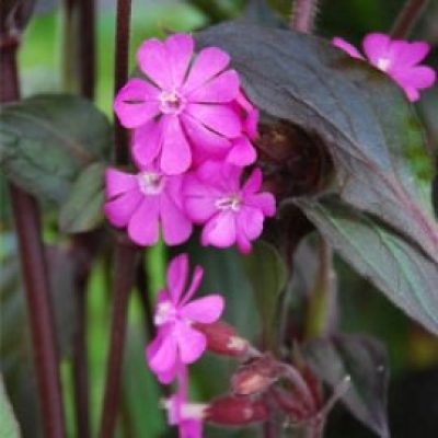 Silene 'Purple Prince'
