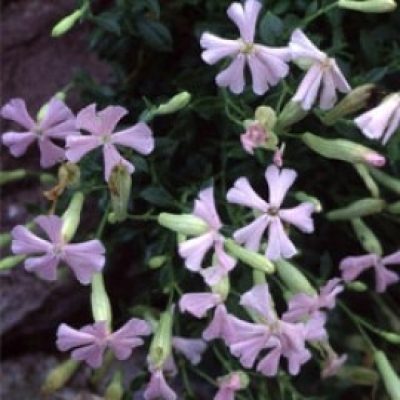 Silene Schafta