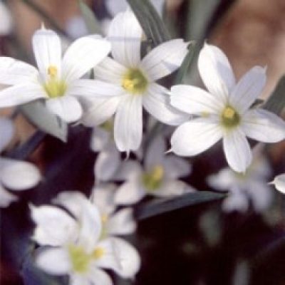 Sisyrinchium Angustifolium Album