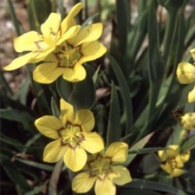 Sisyrinchium Macrocarpum