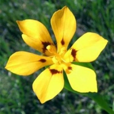 Sisyrinchium Patagonicum