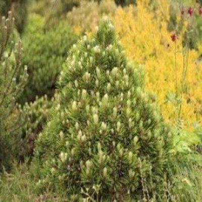 'Smidt' Miniature Bosnian Pine (Dwarf)