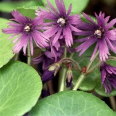 Soldanella Montana