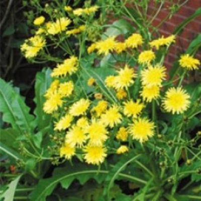 Sonchus Arboreus