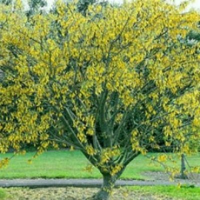 Sophora Fulvida