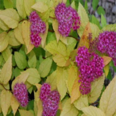 Spirea 'Garnet 'n' Gold'