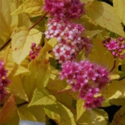 Spirea 'Golden Princess'