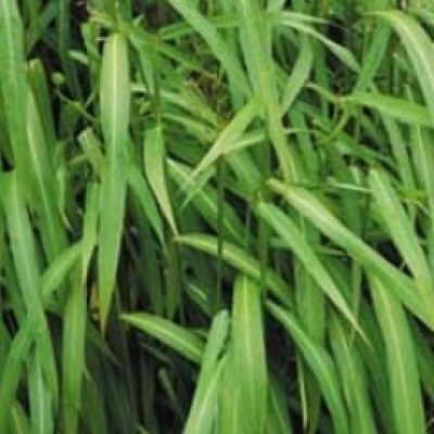 Spodiopogon Sibiricus