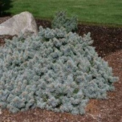 St. Mary's Broom Dwarf Colorado Blue Spruce