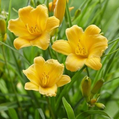 Stella D'Oro Reblooming Daylily