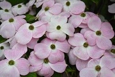 Stellar Pink Flowering Dogwood