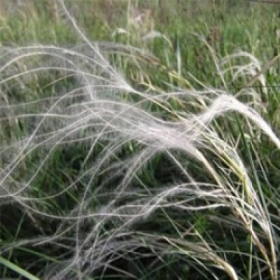 Stipa Pennata