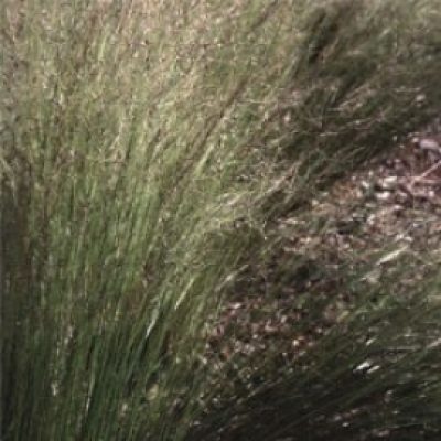 Stipa Tenuifolia-Nassella Tenuissima