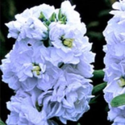 Stocks Cinderella 'Silvery Blue'