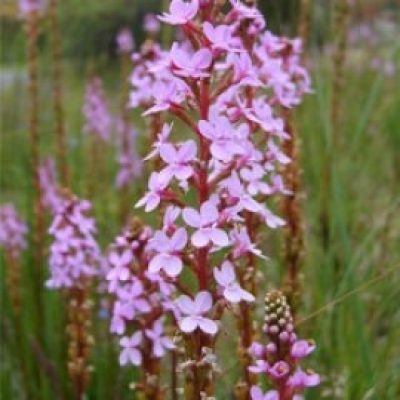 Stylidium Graminifolium