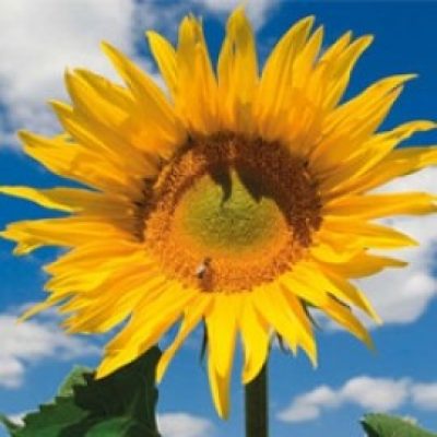 Sunflower Mongolian Giant