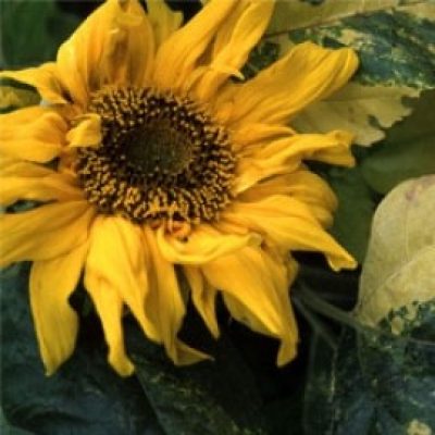 Sunflower 'Sunspots'