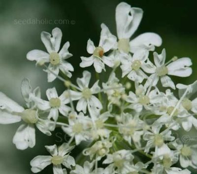 Sweet Cicely, Myrrhis Odorata