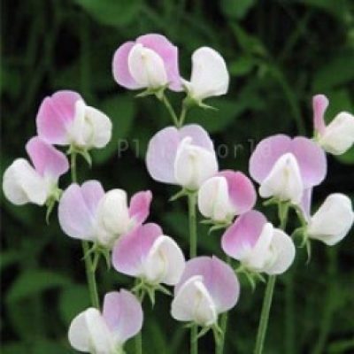 Sweet Pea 'Duke of York'
