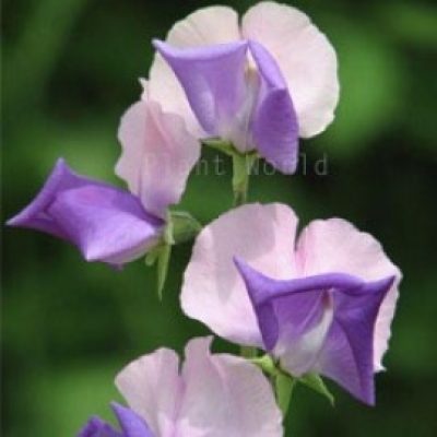 Sweet Pea 'Erewhon'