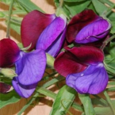 Sweet Pea Matucana