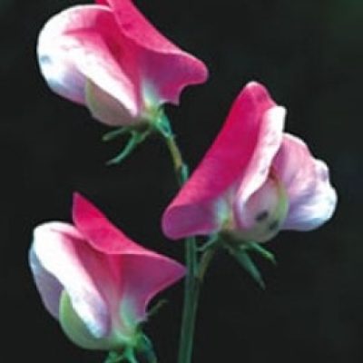 Sweet Pea 'Painted Lady'