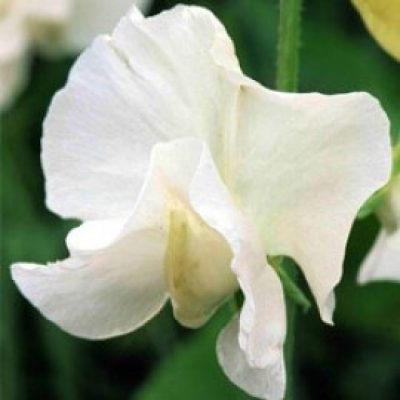 Sweet Pea 'Royal Wedding'