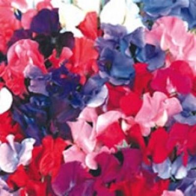 Sweet Pea Spencer Mixed