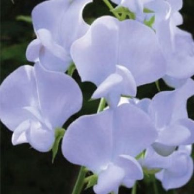 Sweet pea 'lovely lady'