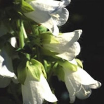 Symphyandra Hofmannii