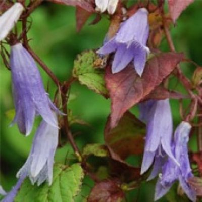 Symphyandra Odontosepala