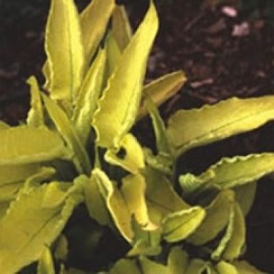 Symphytum Ibericum 'Spring Gold'