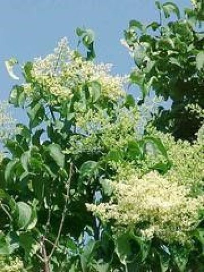 Syringa Reticulata 'Ivory Silk'
