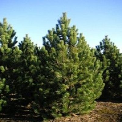 Tannenbaum Mugho Pine (semi-dwarf)