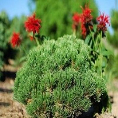 'Teeny' Mugo Pine