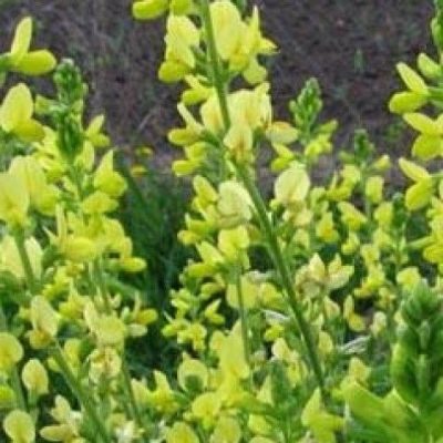 Thermopsis Lanceolata