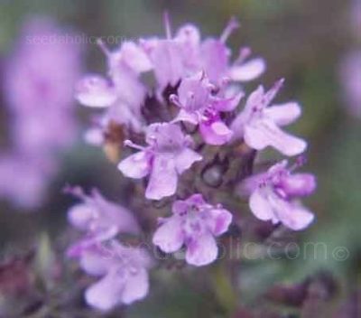 Thymus Serpyllum, 'Creeping Thyme'