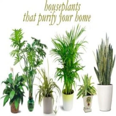 Top 10 Plants That Help to Improve Air Quality at Home