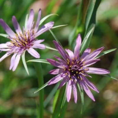 Tragopogon Porrifolius