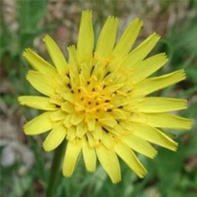 Tragopogon Pratensis