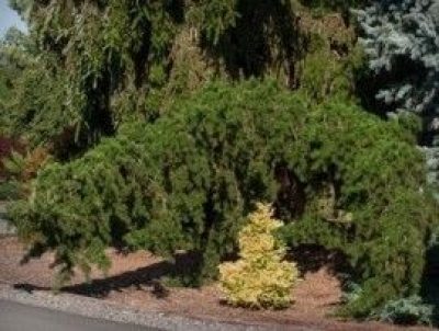 Uncle Fogy Pine (Contorted Jack Pine)