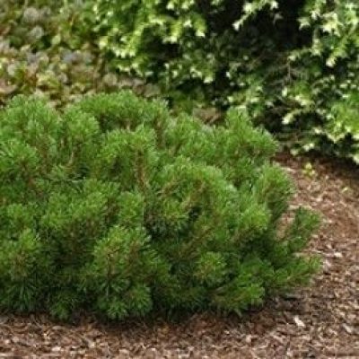 Valley Cushion Mugho Pine (dwarf)