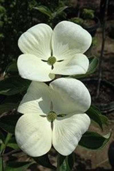 Venus Flowering Dogwood