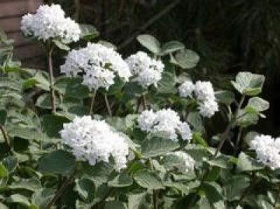Viburnum Carlesii