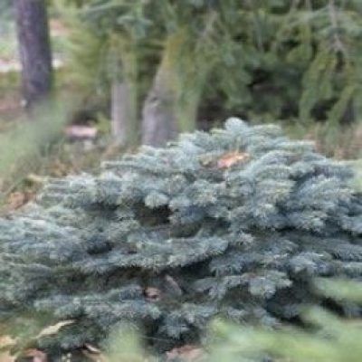 Waldbrunn Dwarf Colorado Spruce
